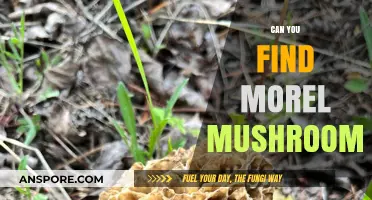 Where to Find Morel Mushrooms: A Beginner's Guide to Foraging