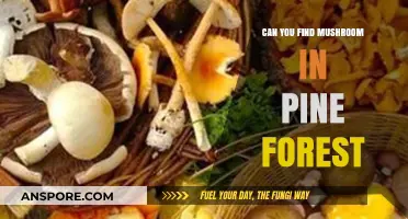 Exploring Pine Forests: Discovering Mushrooms in Coniferous Woodlands