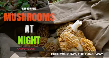 Nighttime Mushroom Hunting: Tips for Finding Fungi After Dark