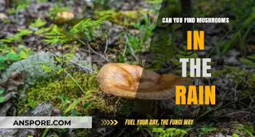 Rainy Day Foraging: Discovering Mushrooms in Wet Weather Wonders