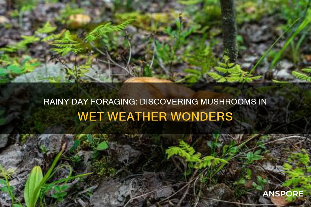 can you find mushrooms in the rain