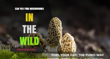 Exploring Nature's Bounty: Discovering Wild Mushrooms in the Forest