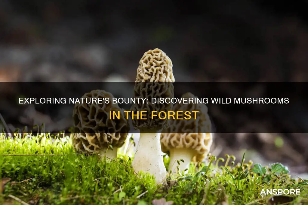 can you find mushrooms in the wild