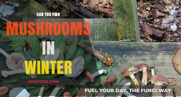 Winter Mushroom Hunting: Tips for Finding Fungi in the Cold Season