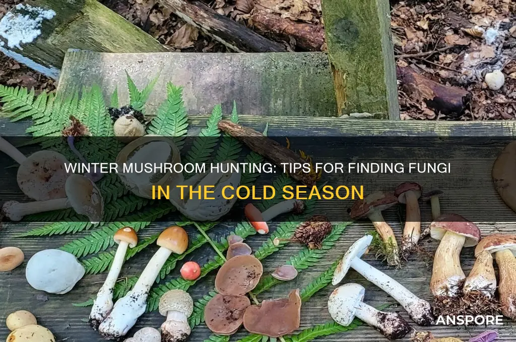 can you find mushrooms in winter