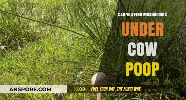 Mushrooms Under Cow Poop: Unveiling the Surprising Fungal Connection