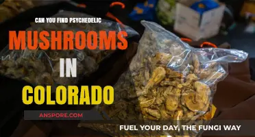 Exploring Colorado's Forests: Are Psychedelic Mushrooms Hidden There?