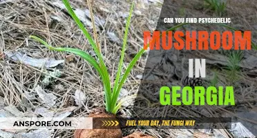 Exploring Georgia's Forests: Are Psychedelic Mushrooms Hidden There?