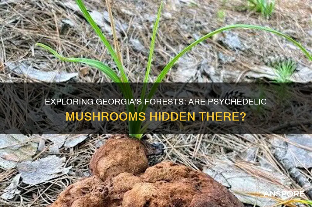 can you find psychedelic mushrooms in georgia