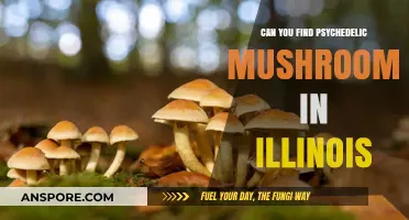 Exploring Illinois: Where to Find Psychedelic Mushrooms Legally and Safely
