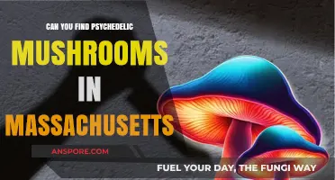 Exploring Massachusetts: Where to Find Psychedelic Mushrooms Legally and Safely