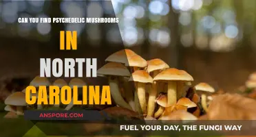 Exploring North Carolina's Forests: Are Psychedelic Mushrooms Hidden There?