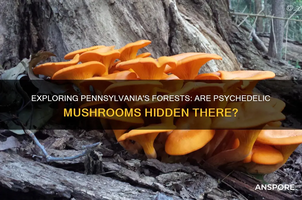 can you find psychedelic mushrooms in pennsylvania