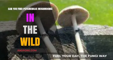 Exploring Nature's Secrets: Spotting Psychedelic Mushrooms in the Wild