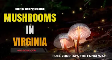 Exploring Virginia's Forests: Are Psychedelic Mushrooms Hidden There?