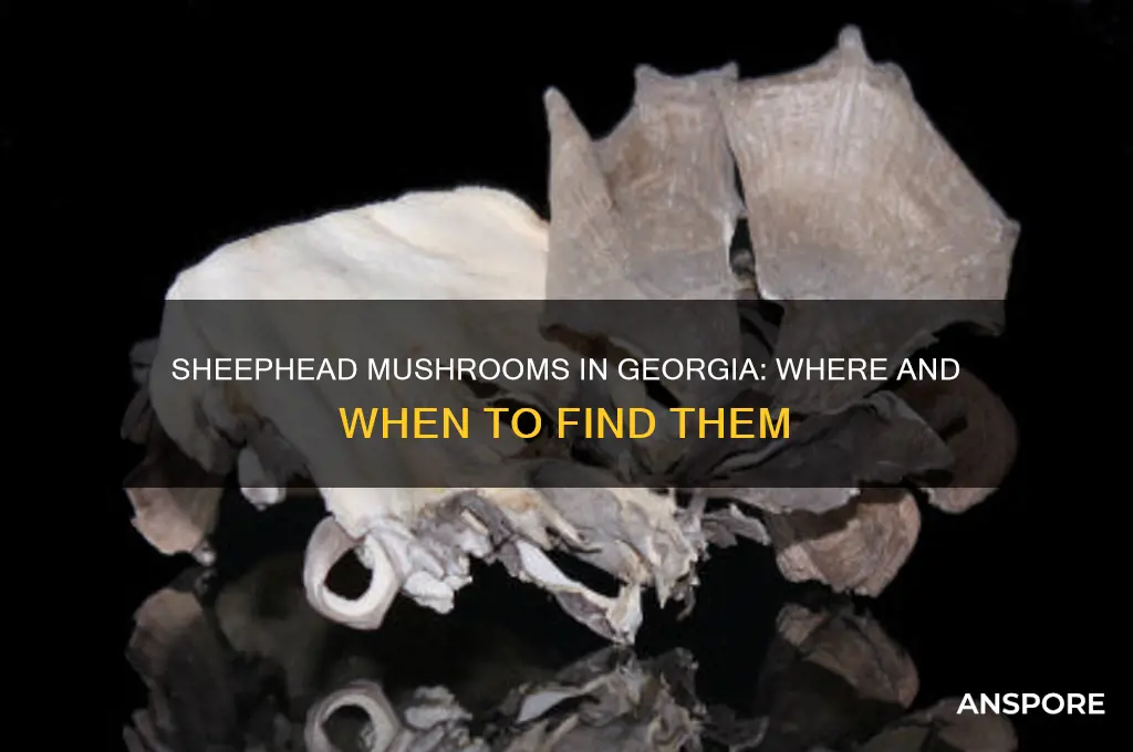can you find sheephead mushrooms in ga