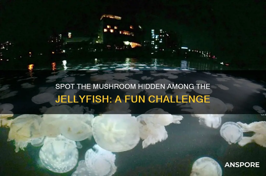 can you find the mushroom between the jellyfish