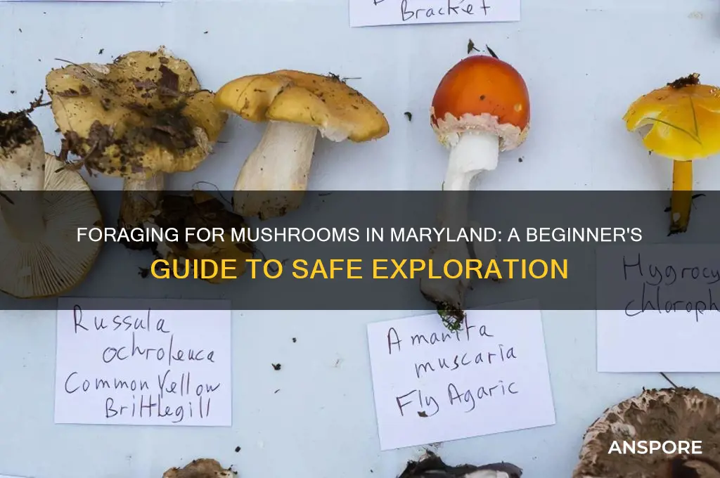 can you forage for mushrooms in maryland