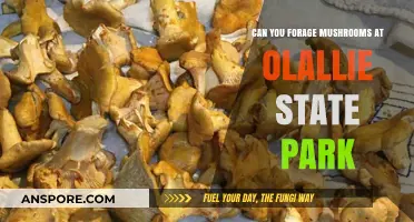 Foraging Mushrooms at Olallie State Park: Tips, Safety, and Rules