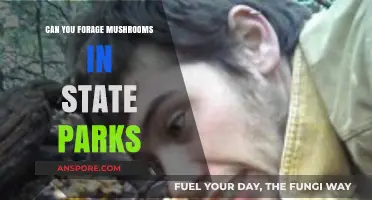 Foraging Mushrooms in State Parks: Legal, Safe, and Sustainable Tips