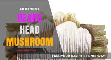 Can You Freeze a Bear's Head Mushroom? Preservation Tips Revealed