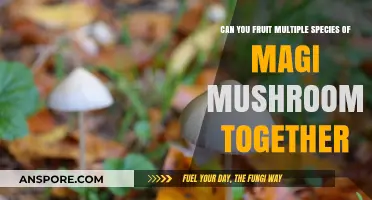 Mixing Magic Mushroom Species: Risks, Benefits, and Cultivation Tips
