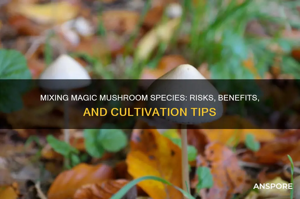 can you fruit multiple species of magi mushrooms together