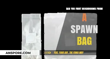 Growing Mushrooms from Spawn Bags: Fruiting Techniques and Tips