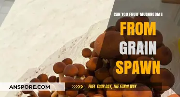Growing Fruit Mushrooms from Grain Spawn: A Comprehensive Guide
