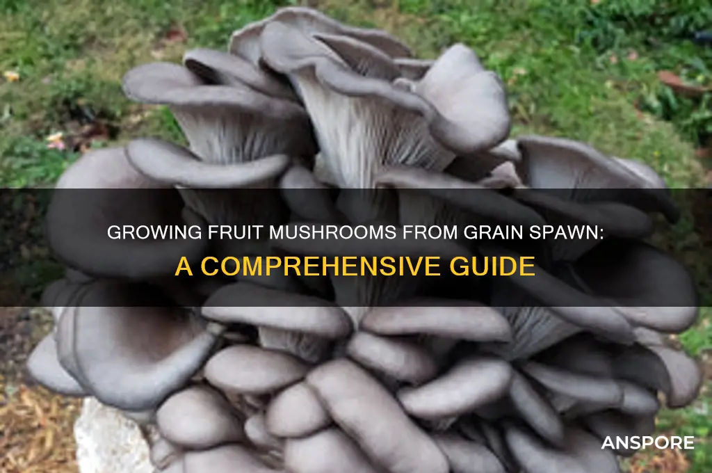 can you fruit mushrooms from grain spawn