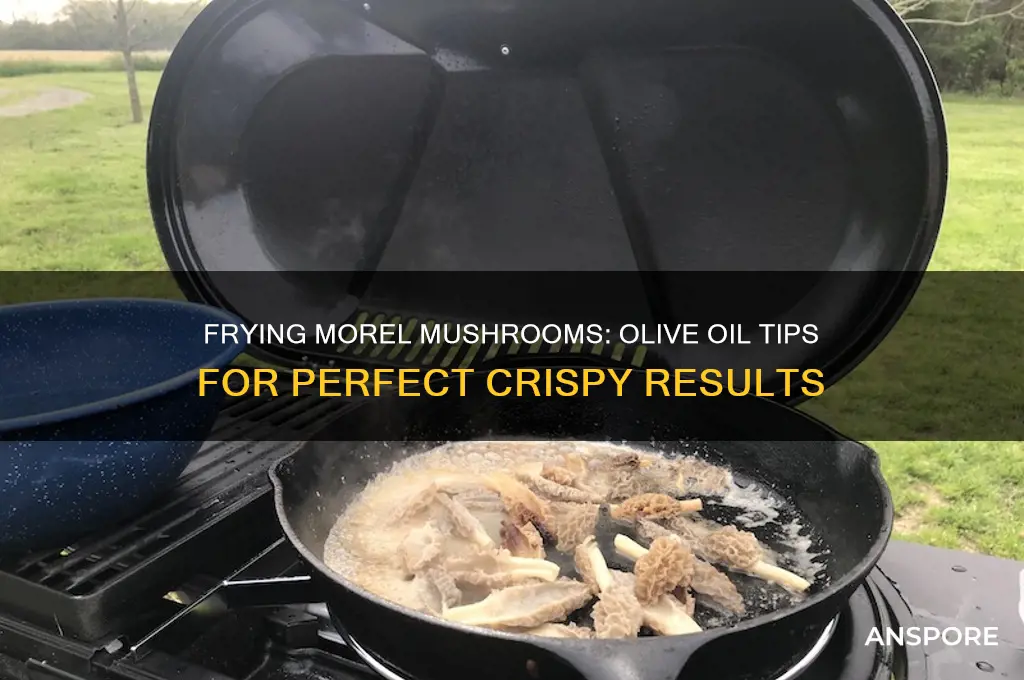 can you fry morel mushrooms in olive oil