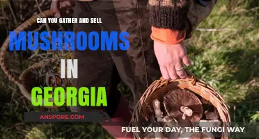 Foraging and Selling Mushrooms in Georgia: Legalities and Opportunities