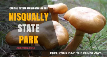 Exploring Nisqually State Park: A Guide to Mushroom Foraging