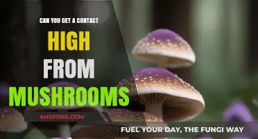 Can You Get a Contact High from Mushrooms? Facts Explained