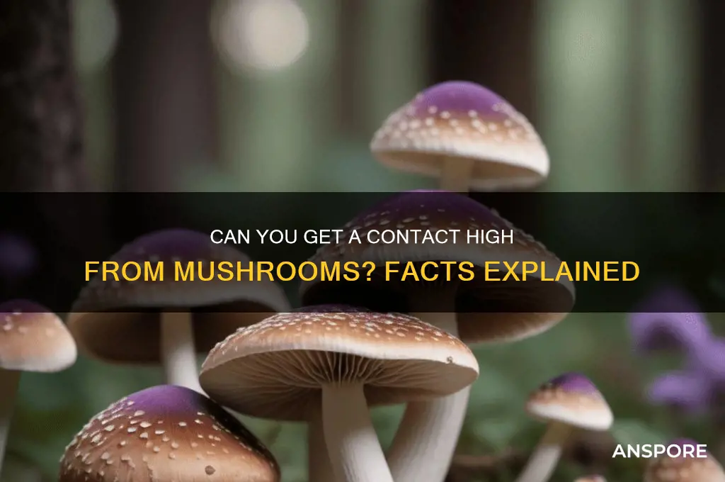 can you get a contact high from mushrooms
