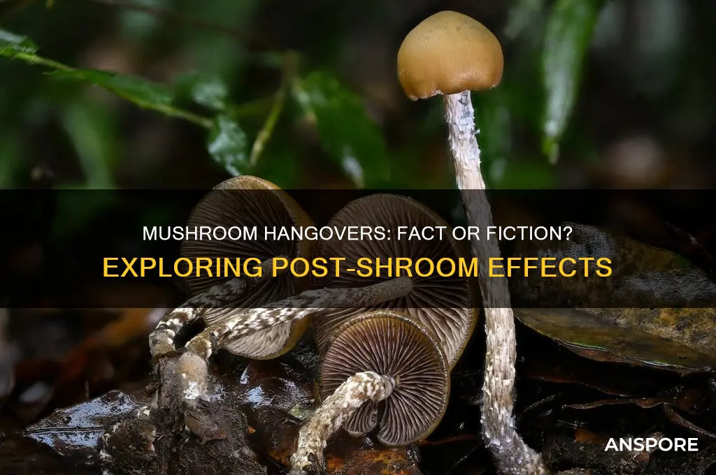 can you get a hangover from mushrooms