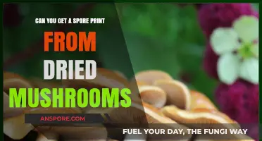 Extracting Spore Prints from Dried Mushrooms: Techniques and Tips