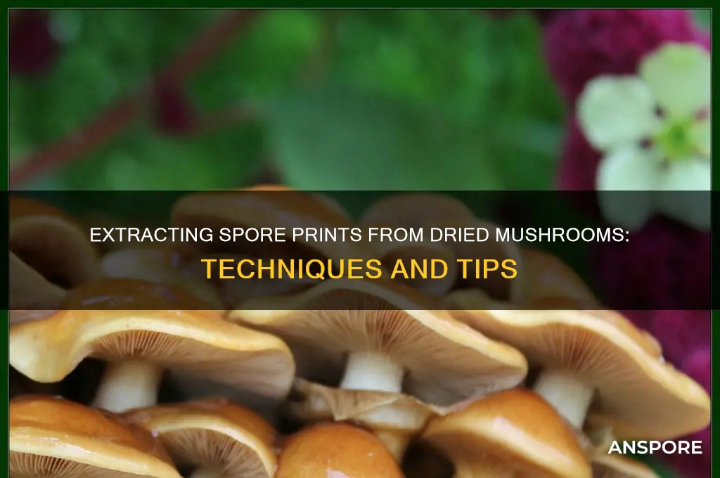 can you get a spore print from dried mushrooms