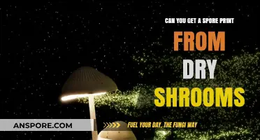 Extracting Spore Prints from Dry Mushrooms: Techniques and Tips