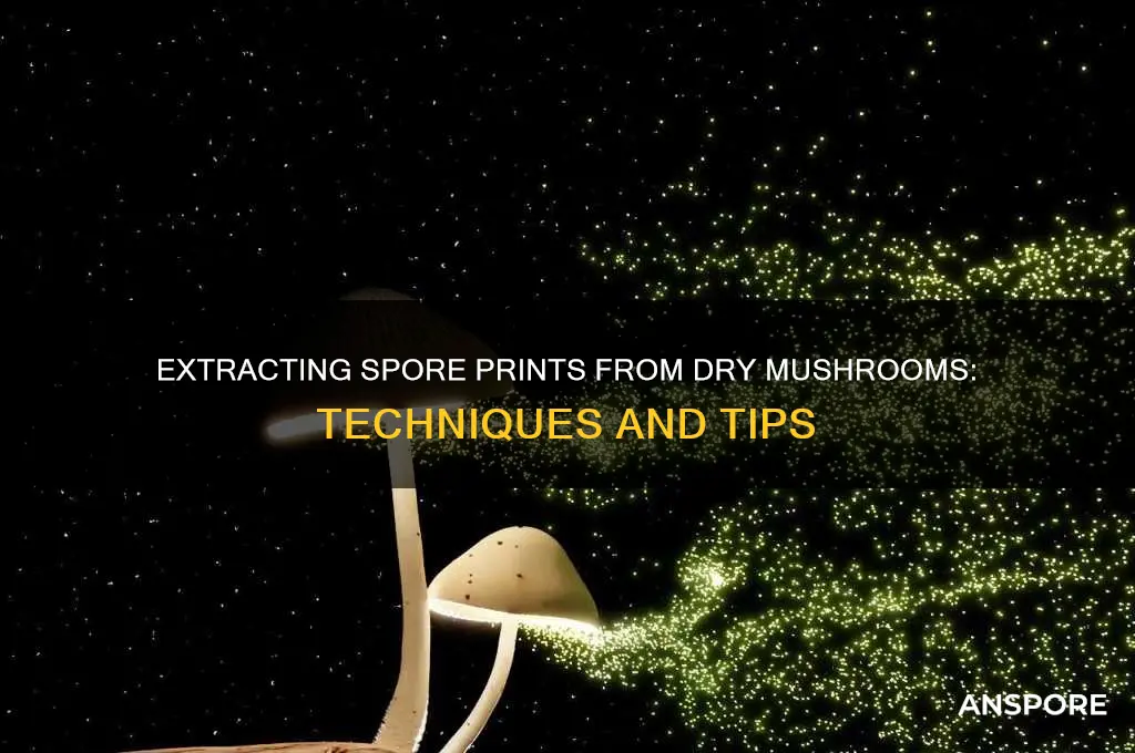 can you get a spore print from dry shrooms