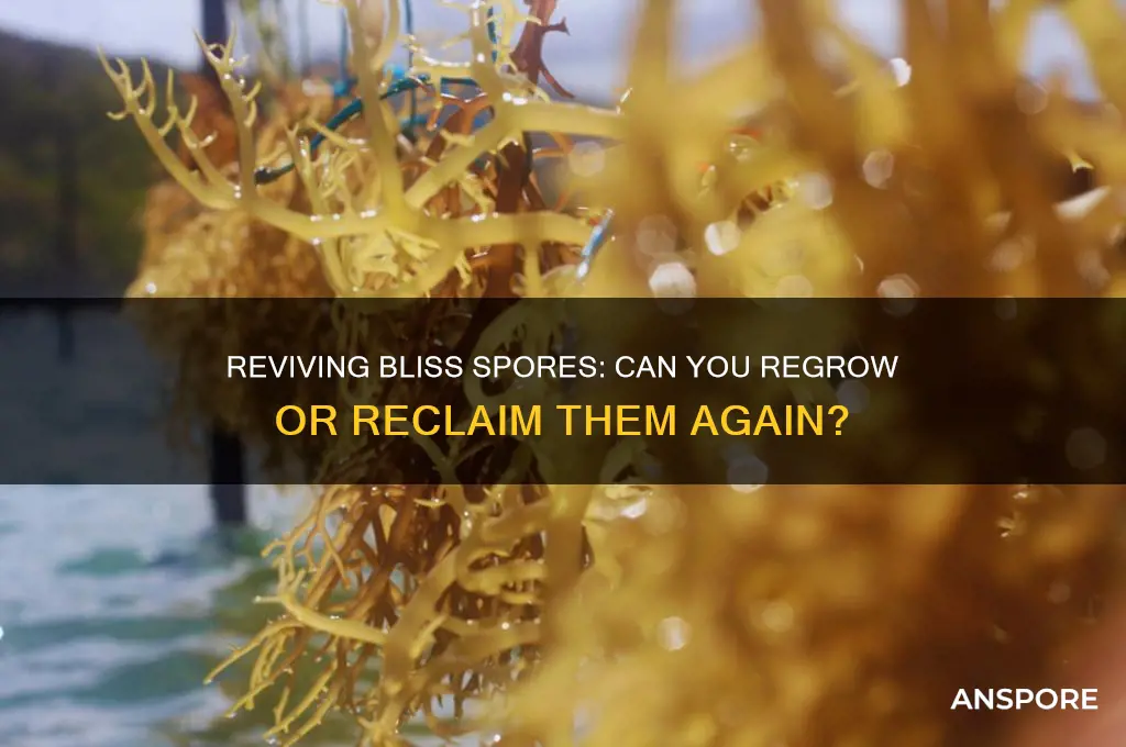 can you get bliss spores again
