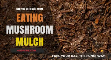 Can Mushroom Mulch Cause E. Coli Infections? Facts and Risks