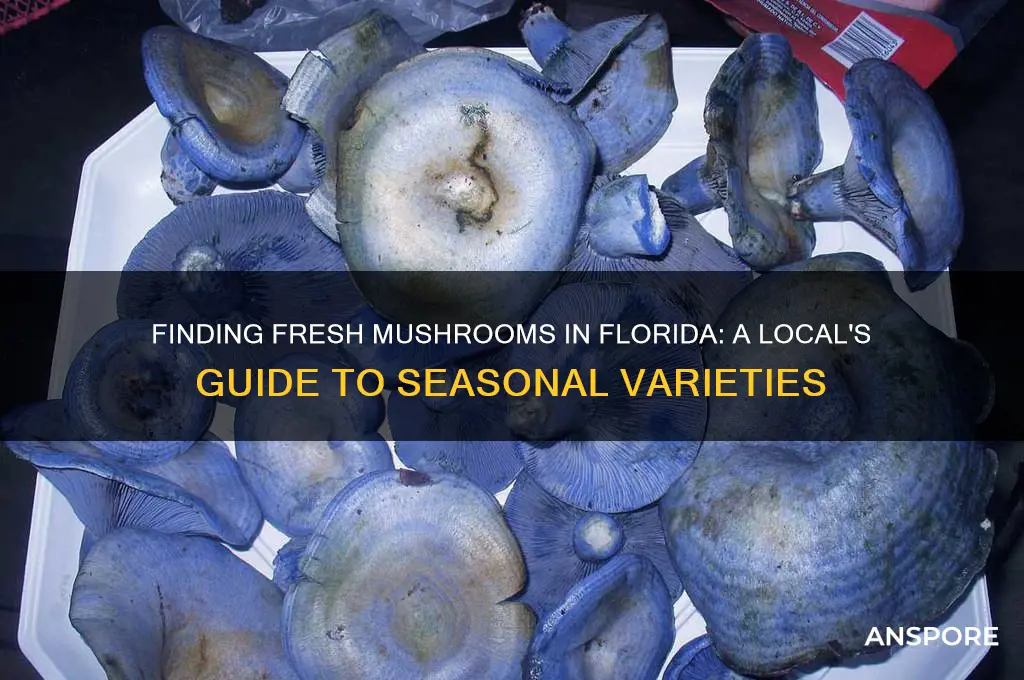 can you get fresh mushrooms in florida