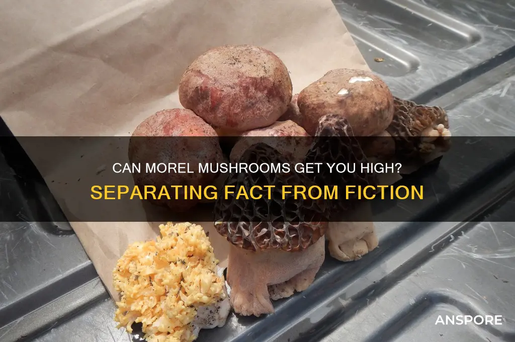 can you get high from morel mushrooms
