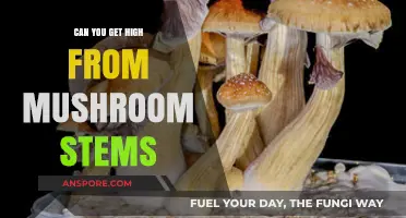 Can Mushroom Stems Induce a High? Exploring Psilocybin Content
