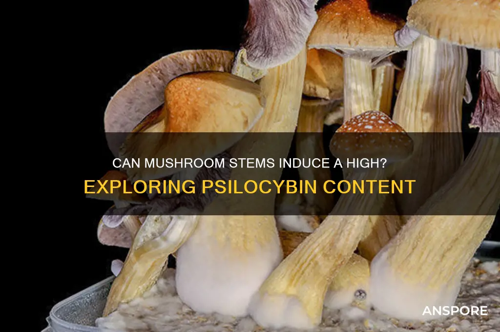can you get high from mushroom stems