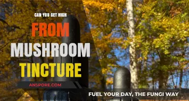 Exploring Mushroom Tinctures: Can They Induce a Psychedelic High?