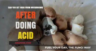 Mushrooms After Acid: Exploring Cross-Tolerance and Psychedelic Effects