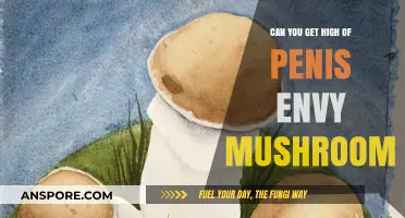 Penis Envy Mushroom: Exploring Its Psychedelic Effects and Risks