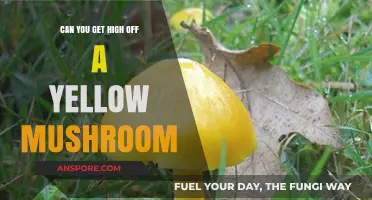 Can You Get High Off a Yellow Mushroom? Facts and Risks